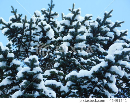 Snow makeup Snow makeup 43491341