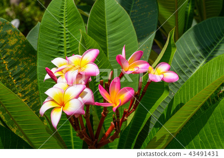 Kotohana Kotohana 43491431