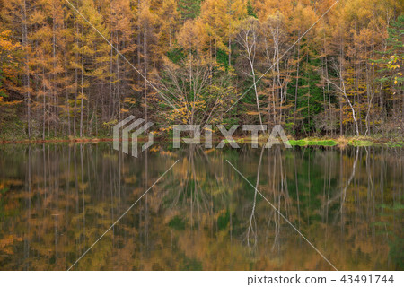 （長野縣）秋葉的Akaike 43491744