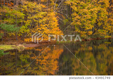 (Nagano Prefecture) Akaike of autumn leaves (Nagano Prefecture) Akaike of autumn leaves 43491749