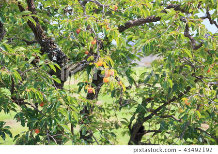 Persimmon nuts 43492192