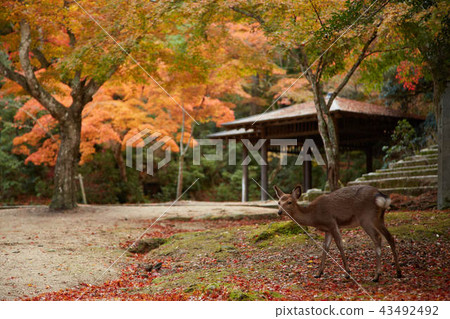 宮島秋葉9 43492492