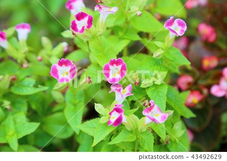 Torenia flowers Torenia flowers 43492629