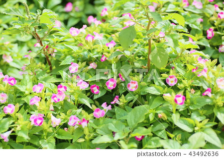 Torenia flowers Torenia flowers 43492636