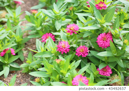 百日草花 43492637