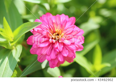 百日草花 百日草花 43492902