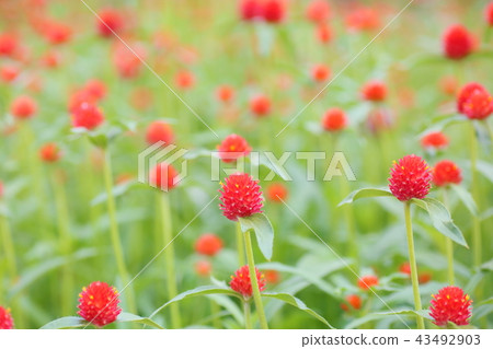 Sennichikou花 43492903