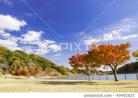 秋葉和藍天 秋葉和藍天 43492925