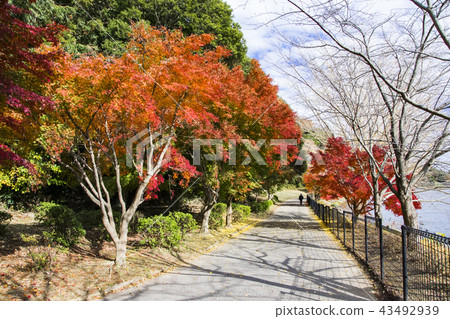 秋天的樹葉 秋天的樹葉 43492939