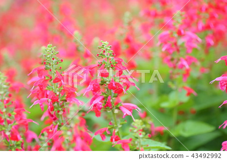 Safflower salvia flowers 43492992
