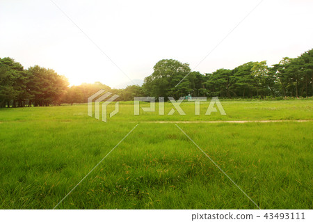 有草的一個公園 43493111