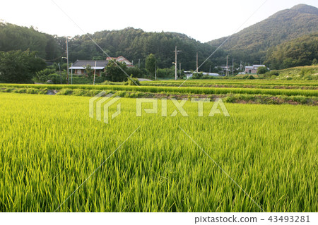 農村風景用米 43493281