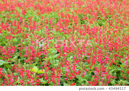 紅花丹參花 紅花丹參花 43494517