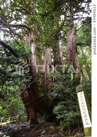 Takai Senhonsugi (Uda City, Nara Prefecture) Takai Senhonsugi (Uda City, Nara Prefecture) 43494813