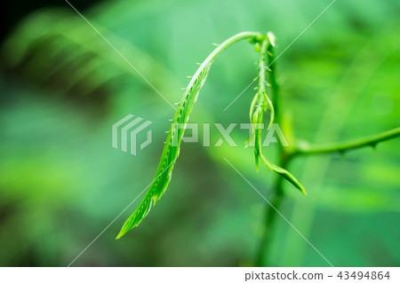 Close up Acacia Pennata or Climbing Wattle. 43494864
