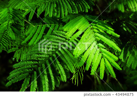 Green leaves of Acacia pennata, Climbing Wattle. 43494875