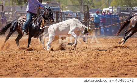 Australian Team Calf Roping Rodeo Event 43495178