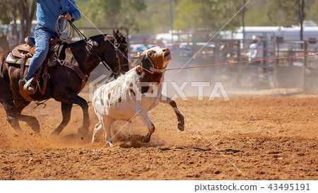Australian Team Calf Roping Rodeo Event 43495191
