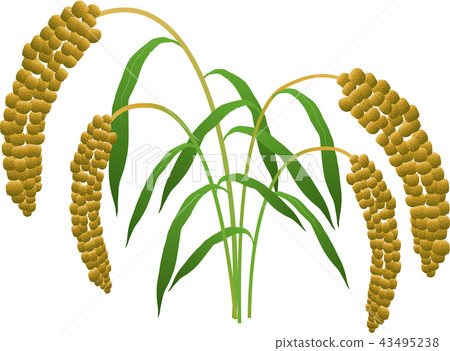 阿波 阿波 43495238