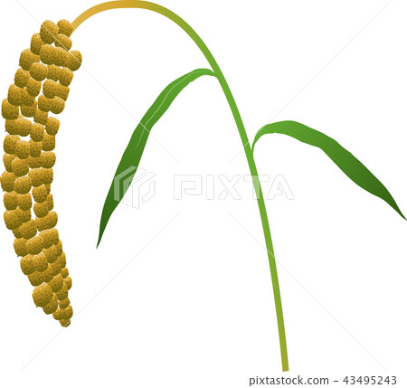 Millet Millet 43495243