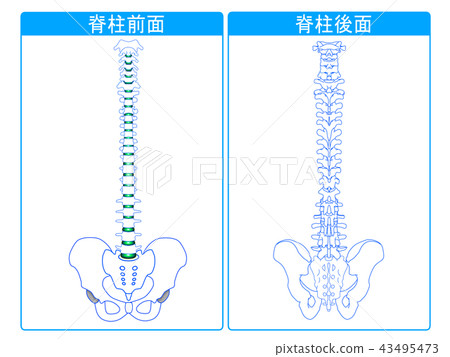 前脊柱和後脊柱 43495473