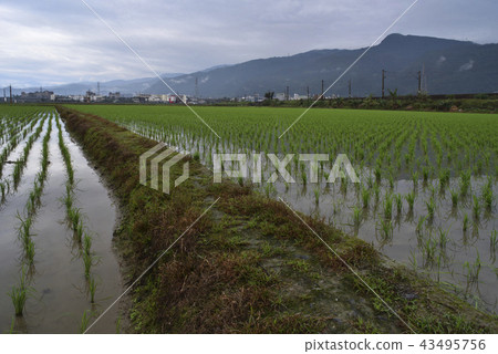 Seedling planting in rural areas 43495756