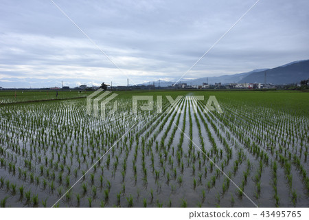 綠色農田秧苗 43495765