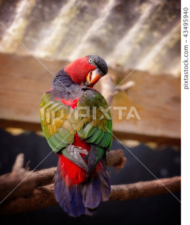 Electus Parrot Bird 43495940