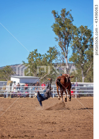 Cowboy Riding A Bucking Bronc Horse  43496063