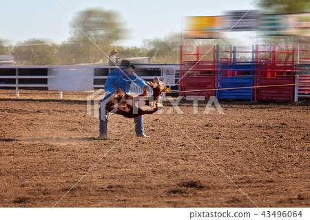 A Cowboy Tying A Calf After He Has Lassoed It A Cowboy Tying A Calf After He Has Lassoed It 43496064