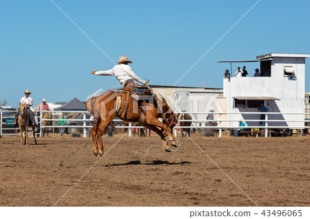 Cowboy Riding A Bucking Bronc Horse  43496065