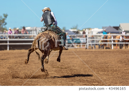 Cowboy Riding A Bucking Bull At A Country Rodeo 43496165
