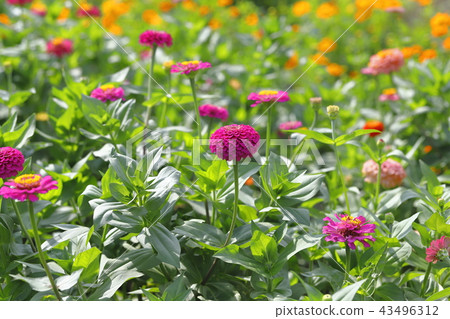 Beautiful flower of perennials Beautiful flower of perennials 43496312