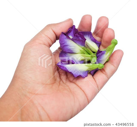 Hand Holding Beautiful Purple Butterfly Pea Flower Hand Holding Beautiful Purple Butterfly Pea Flower 43496558