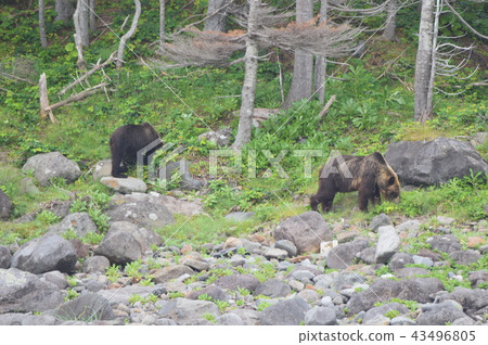 Two wild brown bears (West coast of Shiretoko Peninsula / Hokkaido) Two wild brown bears (West coast of Shiretoko Peninsula / Hokkaido) 43496805