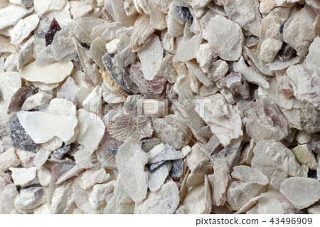 Oyster shell 43496909