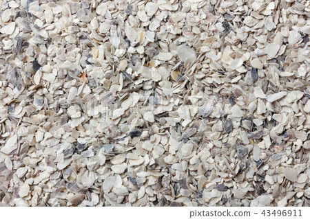 Oyster shell 43496911