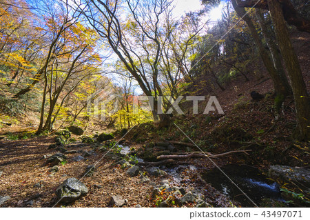 秋葉Mitakeyama假山花園 43497071