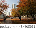 Yokohama Minato Mirai Autumn leaves 43498391
