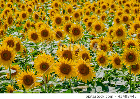 Sunflower field in Akeno, Hokuto City, Yamanashi Prefecture 43498445