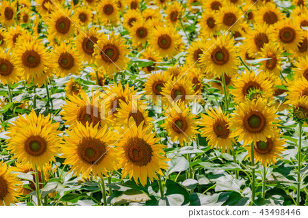 Sunflower field in Akeno, Hokuto City, Yamanashi Prefecture 43498446