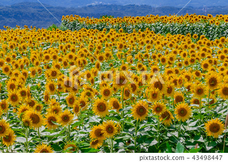 Sunflower field in Akeno, Hokuto City, Yamanashi Prefecture 43498447