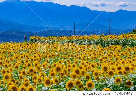Sunflower field in Akeno, Hokuto City, Yamanashi Prefecture 43498448