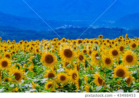 Sunflower field in Akeno, Hokuto City, Yamanashi Prefecture 43498453