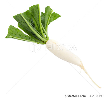 fresh white radish isolated on white background 43498499