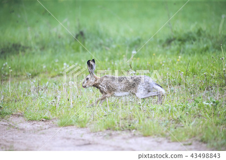European hare Lepus europaeus running in its natural habitat 43498843