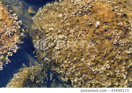 A flock of small fish splashing in clear sea water A flock of small fish splashing in clear sea water 43499173