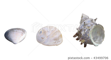 Seashell 43499706