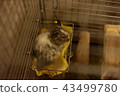 Degu 43499780
