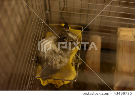 DEGU 43499780